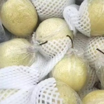 膜袋鸭梨大量现货