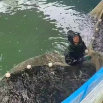 路亚配送鳜鱼