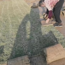 湖南省常德市草皮基地直发，天然无公害绿色草皮