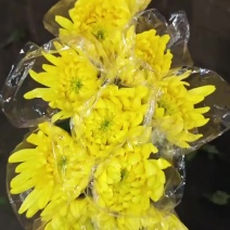 广州菊花全国发货欢迎合作