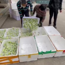 自家青枣