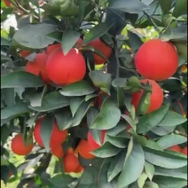 血橙