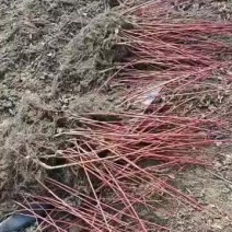 红瑞木苗