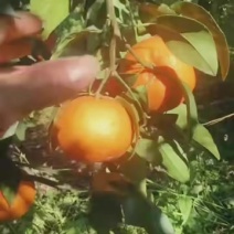 广西沃柑