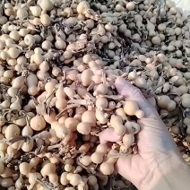 草里金葫芦