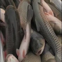 草鱼