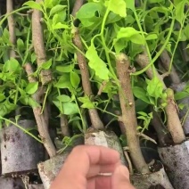 三角梅杯苗