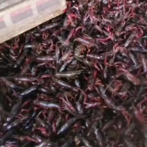 湖北潜江小龙虾***********