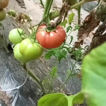博那9西红柿