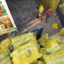 贝贝南瓜