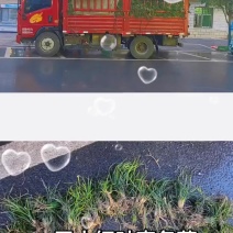 无土细叶麦冬草