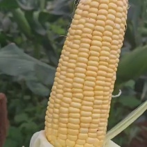 太阳火水果玉米🌽