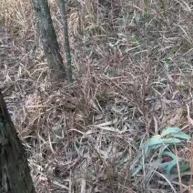 桉树，一亩，树龄18年