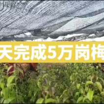 岗梅苗