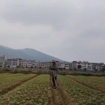 龙牙百合