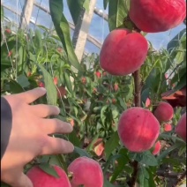 春雪水蜜桃，产地大量发货，对接全国客户，量大优惠耐运输