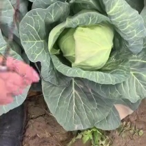 精品甘蓝