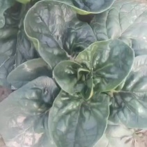 精品趴地菠菜