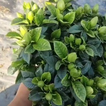 栀子花