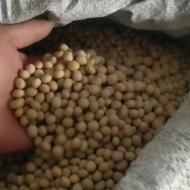 黄豆高蛋白，非转基因，精挑细选适合做酱豆，打豆浆
