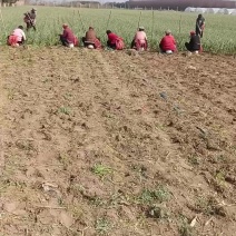 兴平红根蒜苗