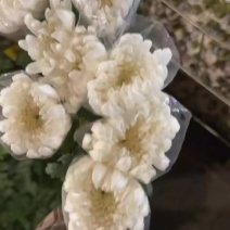 广州菊花全国发货欢迎合作