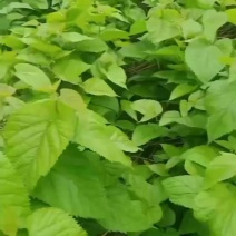 桑芽菜