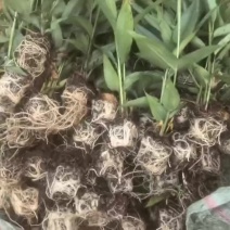 良种高产益智苗