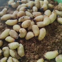 竹笋虫