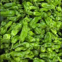 薄皮椒，刚上市