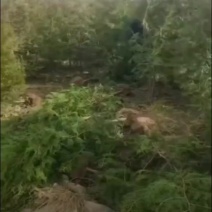 苗圃大量出售120厘米侧柏