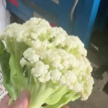 青梗白面散花