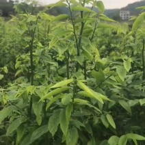 茂名树仔菜和苗