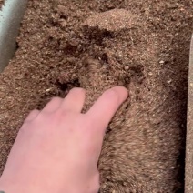 枣粉香甜开胃育肥高糖高能量