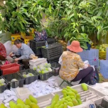 海南大金煌芒果自家果园批发整车全国发货