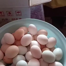 正宗存粮散养家鸡蛋