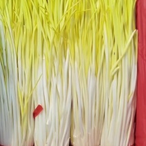 精品蒜黄