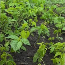 三叶青藤果苗（块茎苗）
