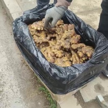 湖南二号姜种