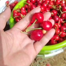 晋南樱桃大量上市品种规格齐全承接电商市场商超供应链