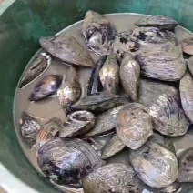 河蚌