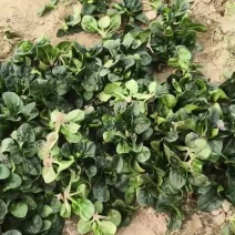 趴地菠菜