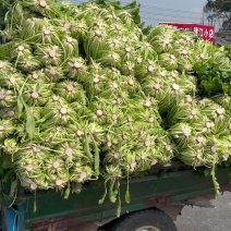 宁波青雪菜发往天津、河北、杭州、常州、苏州！nn绿根