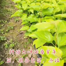 扦插大叶油桑