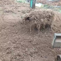 鱼腥草