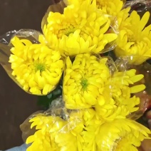 广州菊花全国发货欢迎合作