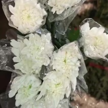 广州菊花全国发货欢迎合作