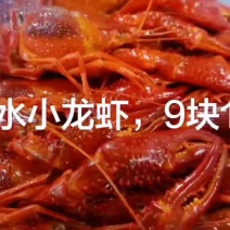 清水小龙虾，9块1斤，是，清水小龙