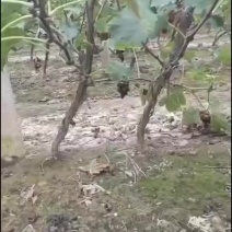 常年大量出售现货占地果树葡萄树1到10公分