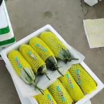 精品博洋甜瓜